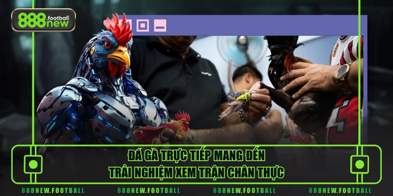 Đá gà trực tiếp mang đến trải nghiệm xem trận chân thực