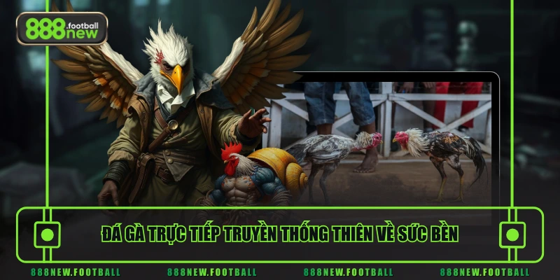 Đá gà trực tiếp truyền thống thiên về sức bền