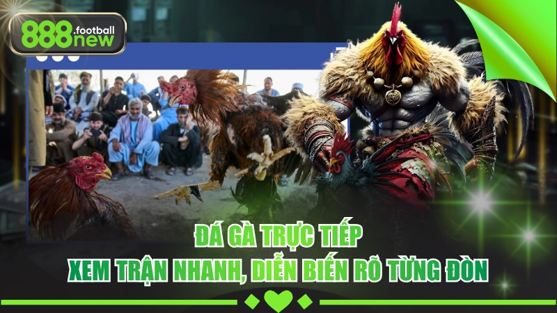Đá Gà Trực Tiếp - Xem Trận Nhanh, Diễn Biến Rõ Từng Đòn